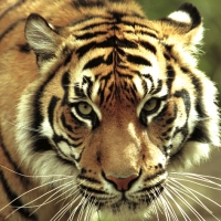 Hamilton Zoo